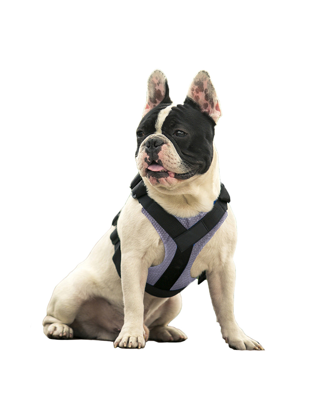 фото Шлейка Pets & Friends ошейник для собак серый под грудь, размер XL PF-DHF-08, серый