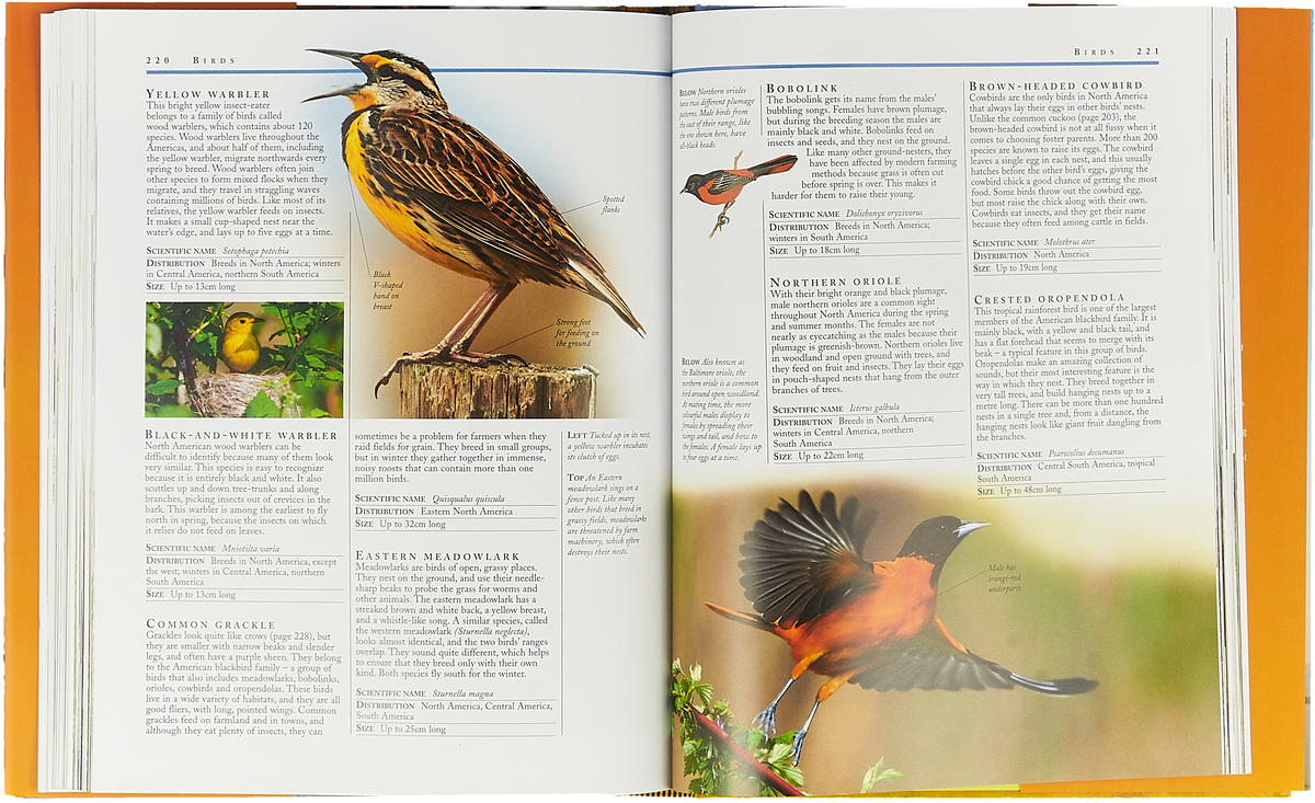 фото The Kingfisher Animal Encyclopedia