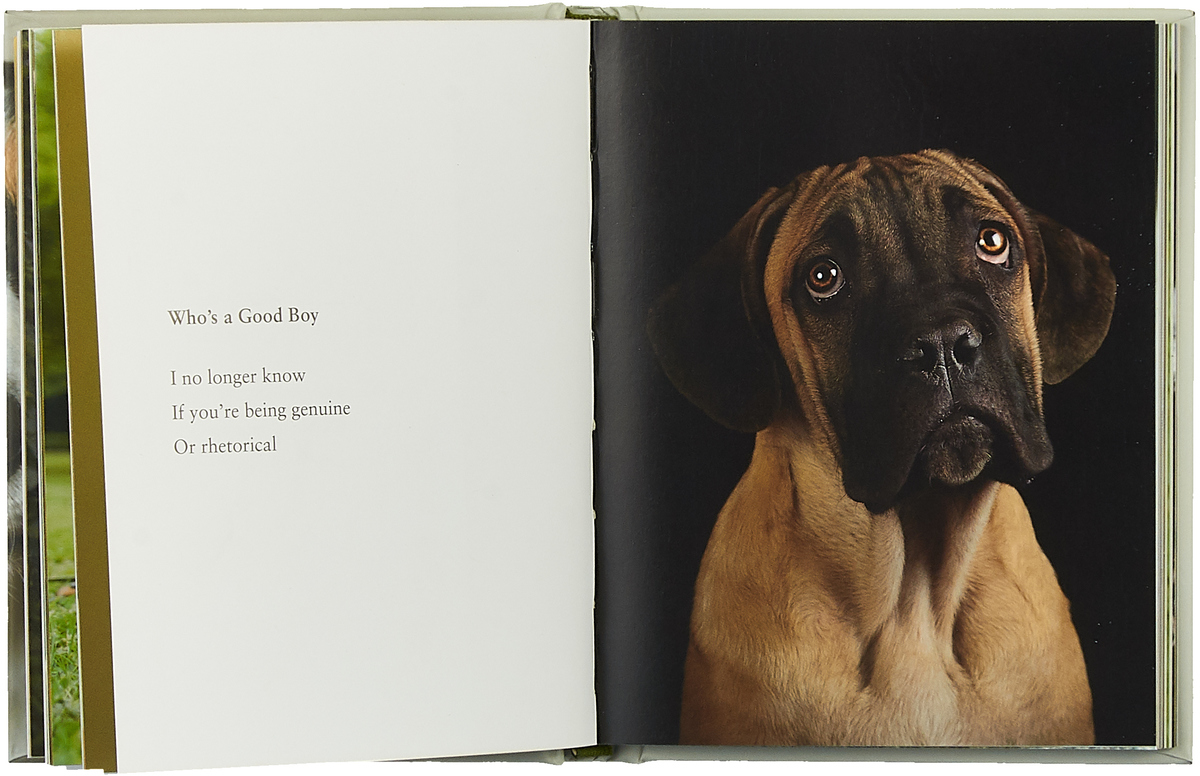 фото What I Lick Before Your Face ... and Other Haikus By Dogs Bantam press