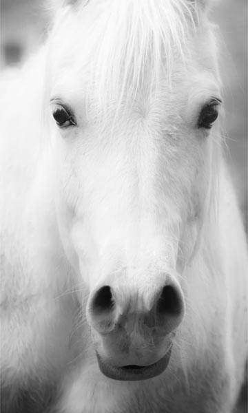 фото Картина Экорамка Пони белый чб 30x50 см, Холст