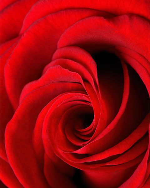 фото Картина Экорамка Бутон красной розы 40x50 см, Холст