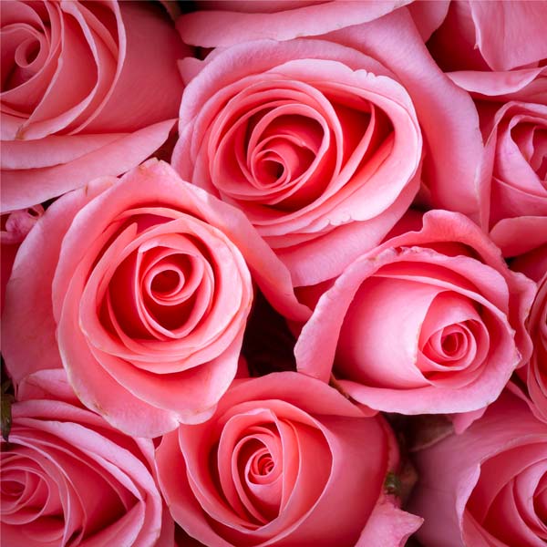фото Картина Экорамка Розовые розы 30x30 см, Холст