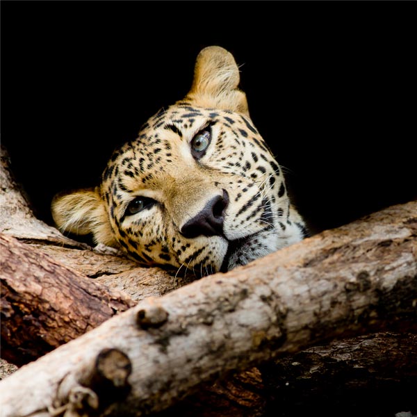 фото Картина Экорамка Леопард 30x30 см, Холст