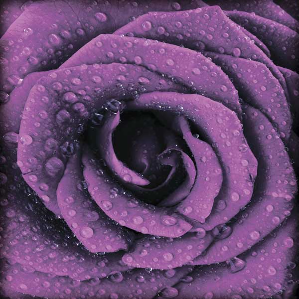 фото Картина на стекле Экорамка Фиолетовая роза 30x30 см, Стекло