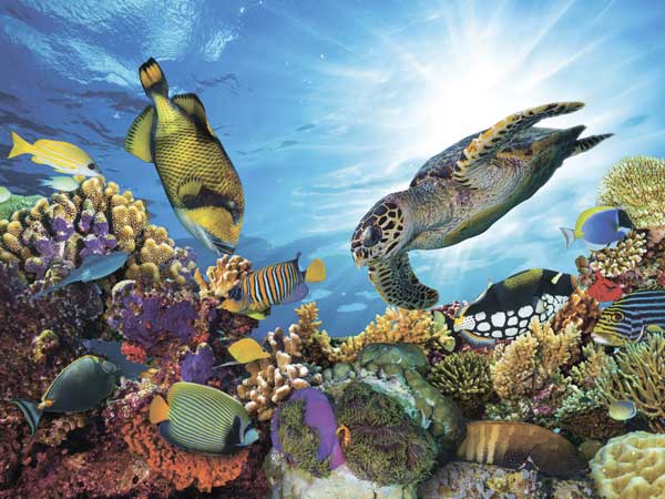 фото Картина на стекле Экорамка Коралловый риф 40x30 см, Стекло