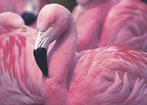 фото Картина на стекле Экорамка Розовый фламинго 70x50 см, Стекло