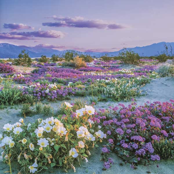 фото Картина на стекле Экорамка Цветущая пустыня 30x30 см, Стекло