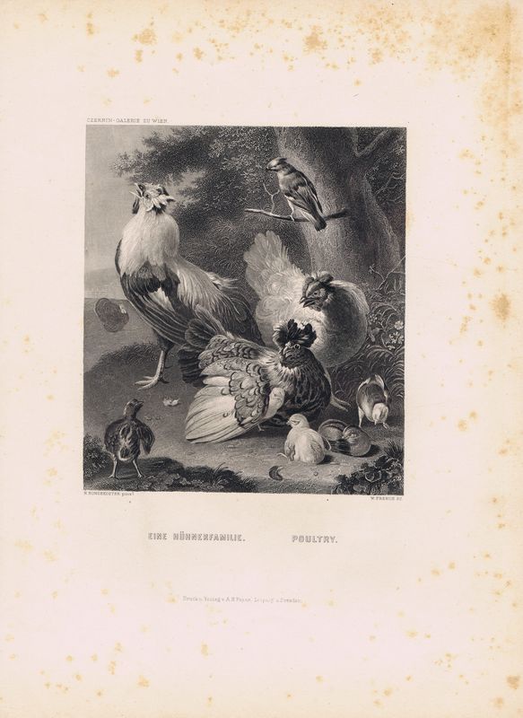 фото Гравюра Уильям Френч Куриная семья (петух, куры, цыплята). Офорт. США, Бостон, 1873 год