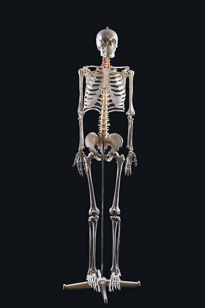 фото Набор для моделирования Good Анатомическая модель Скелета человека