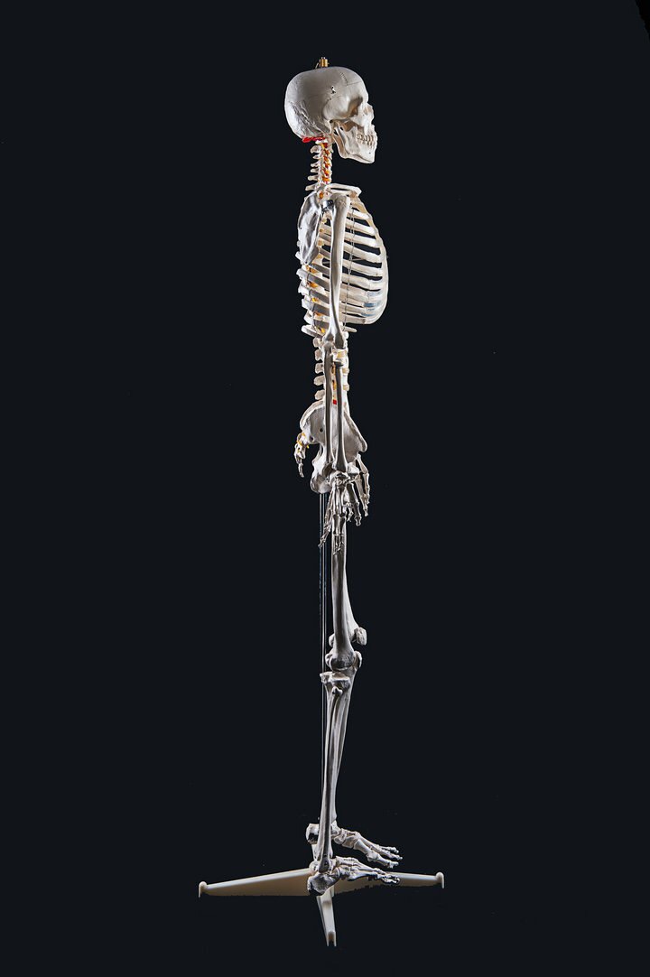 фото Набор для моделирования Good Анатомическая модель Скелета человека