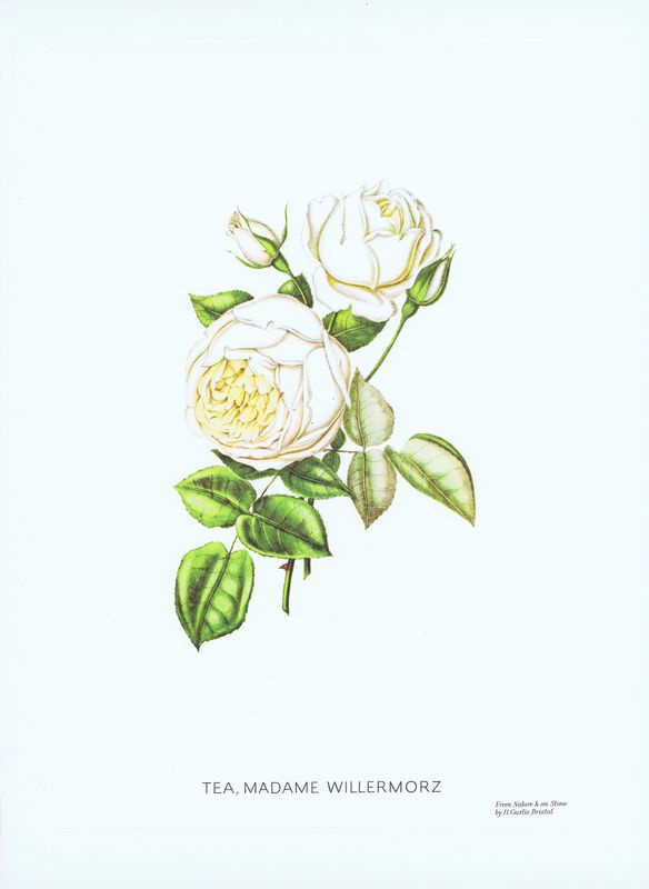 фото Гравюра Генри Кёртис Чайная роза Мадам Виллермоз. Офсетная литография. Германия, Штутгарт, 1963 год