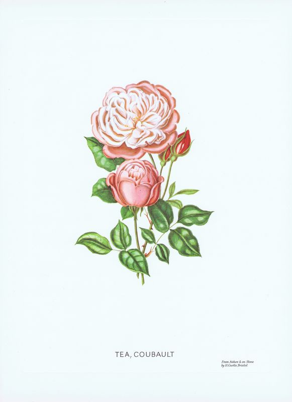 фото Гравюра Генри Кёртис Чайная роза Кобальт. Офсетная литография. Германия, Штутгарт, 1963 год