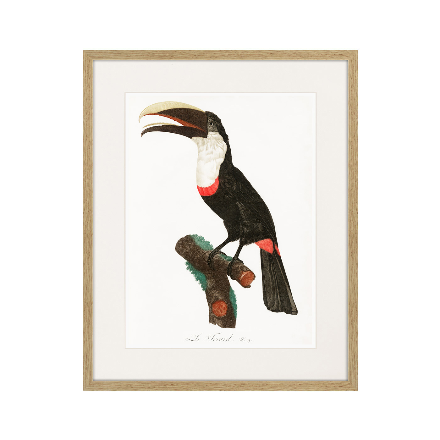 фото Картина Картины В Квартиру Beautiful toucans №2, 1806г., Бумага