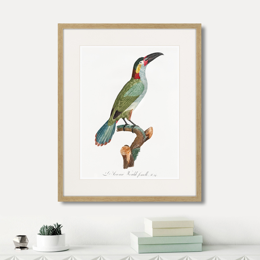 фото Картина Картины В Квартиру Beautiful toucans №3, 1806г., Бумага