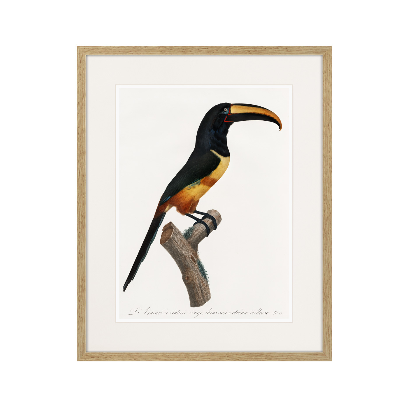 фото Картина Картины В Квартиру Beautiful toucans №4, 1806г., Бумага