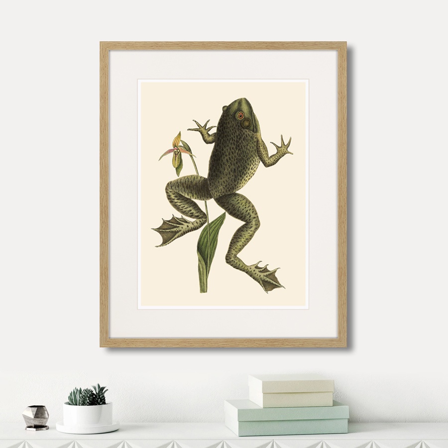 фото Картина Картины В Квартиру Big jumping frog, 1745г., Бумага