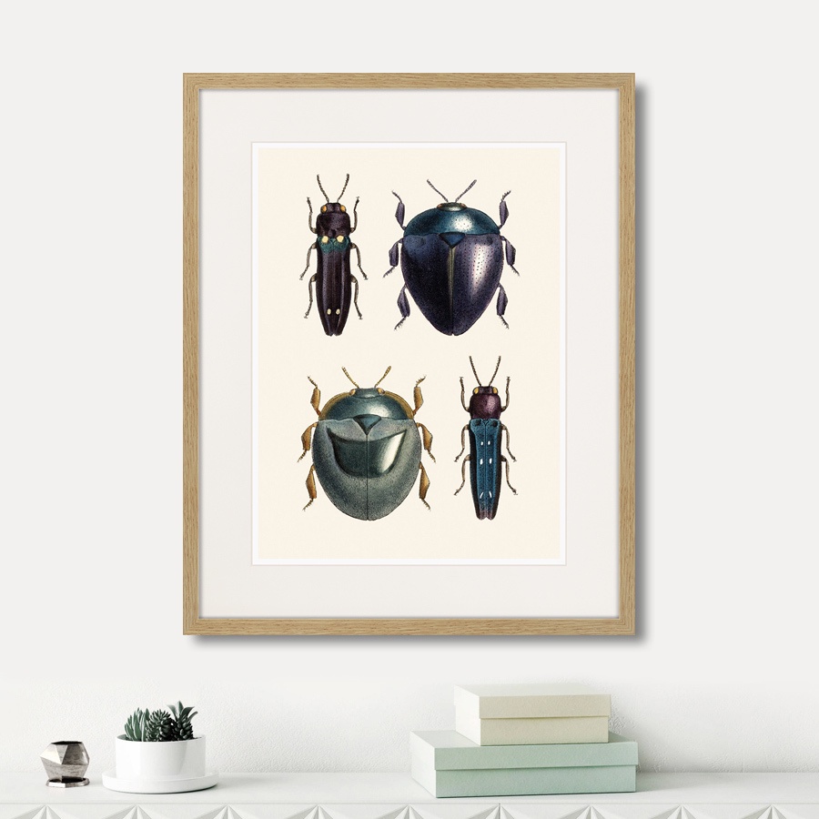 фото Картина Картины В Квартиру Assorted Beetles №1, 1735г., Бумага