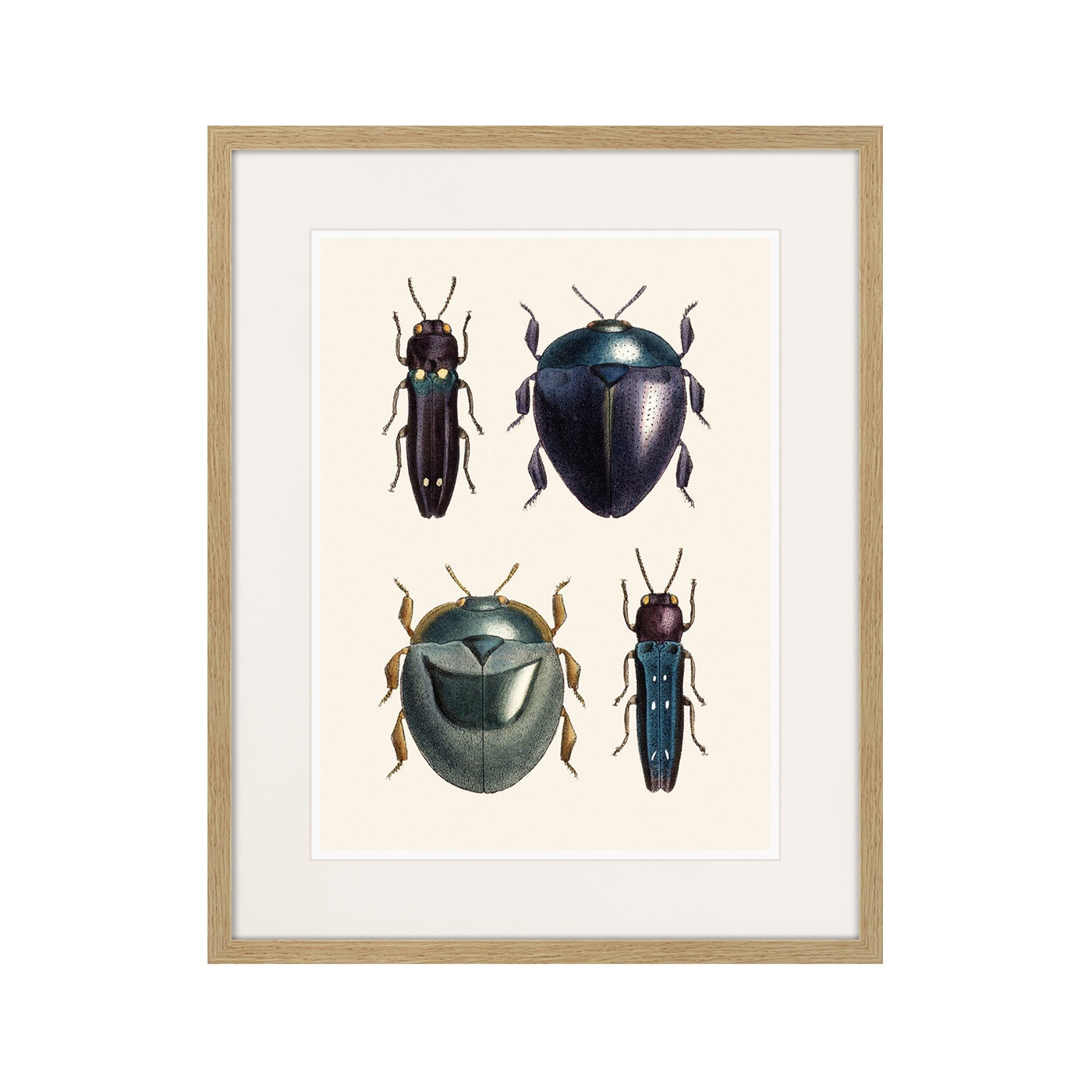 фото Картина Картины В Квартиру Assorted Beetles №1, 1735г., Бумага