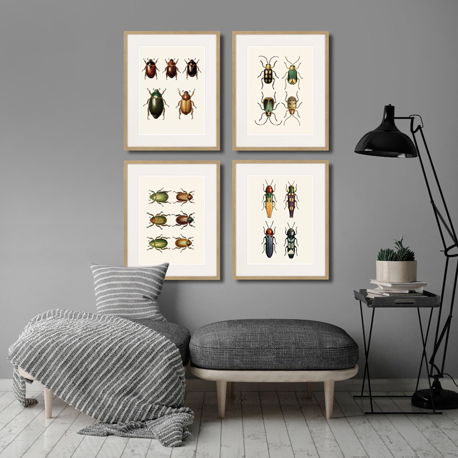 фото Картина Картины В Квартиру Assorted Beetles №7, 1735г., Бумага