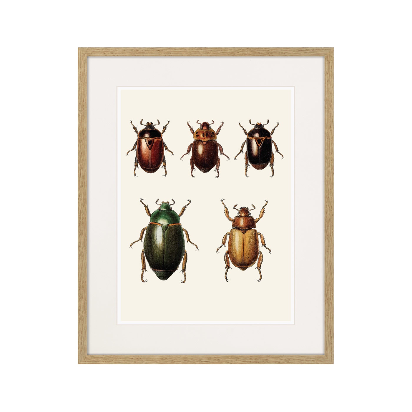 фото Картина Картины В Квартиру Assorted Beetles №7, 1735г., Бумага