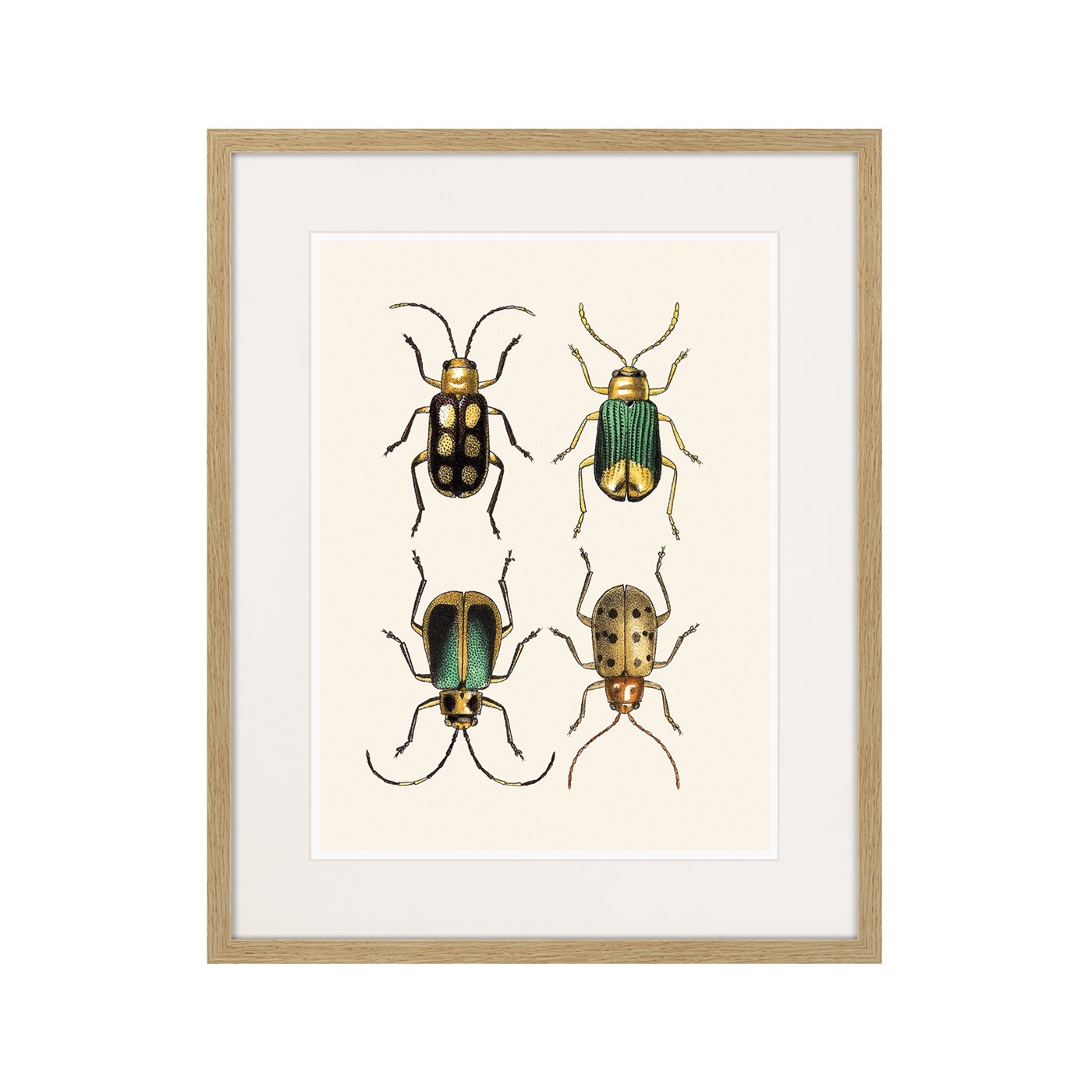 фото Картина Картины В Квартиру Assorted Beetles №8, 1735г., Бумага