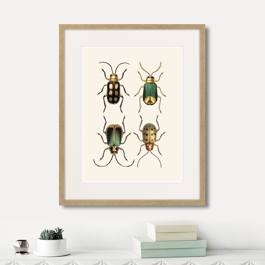 фото Картина Картины В Квартиру Assorted Beetles №8, 1735г., Бумага