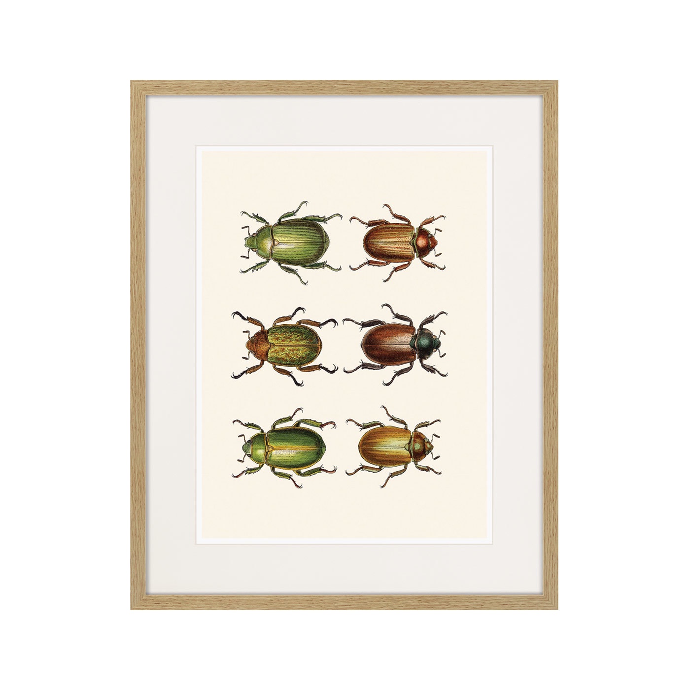 фото Картина Картины В Квартиру Assorted Beetles №11, 1735г., Бумага