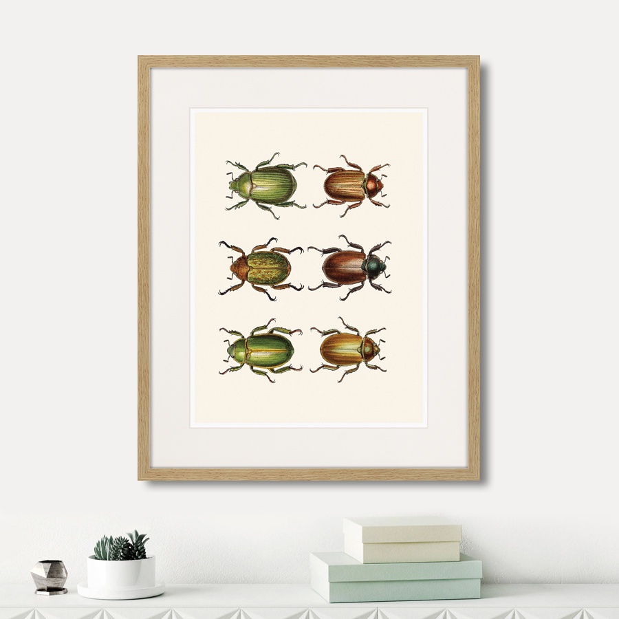 фото Картина Картины В Квартиру Assorted Beetles №11, 1735г., Бумага