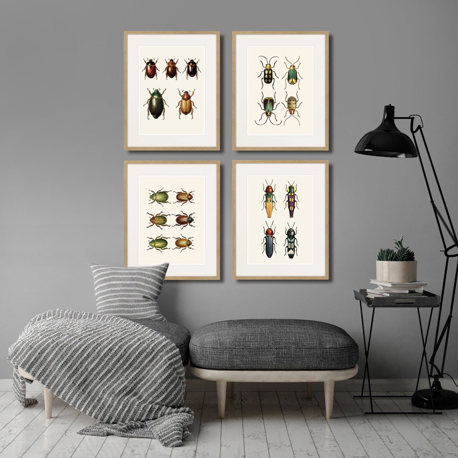 фото Картина Картины В Квартиру Assorted Beetles №5, 1735г., Бумага