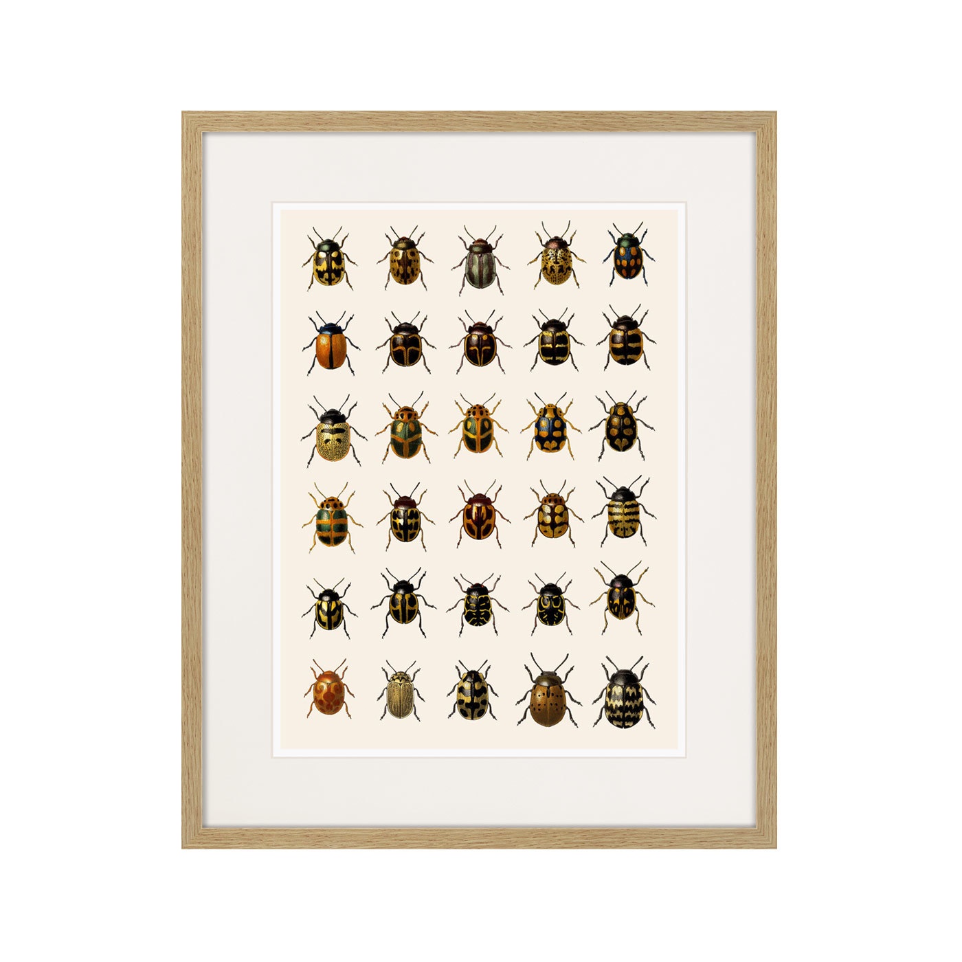 фото Картина Картины В Квартиру Assorted Beetles №2, 1735г., Бумага