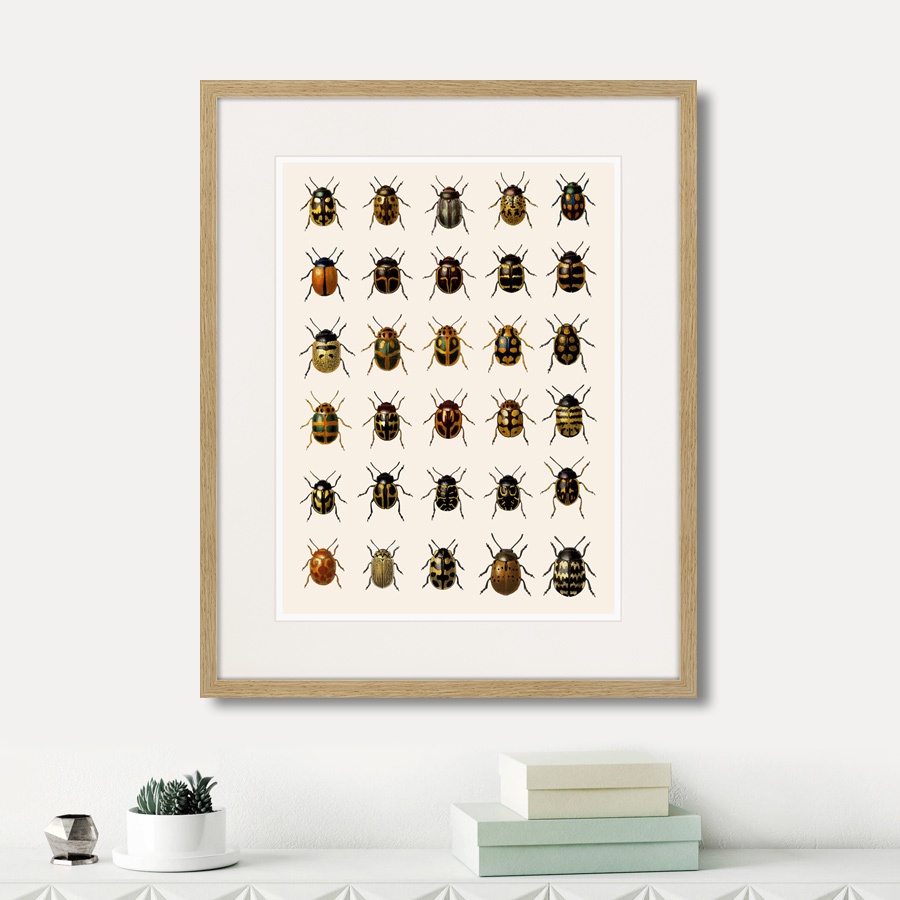 фото Картина Картины В Квартиру Assorted Beetles №2, 1735г., Бумага