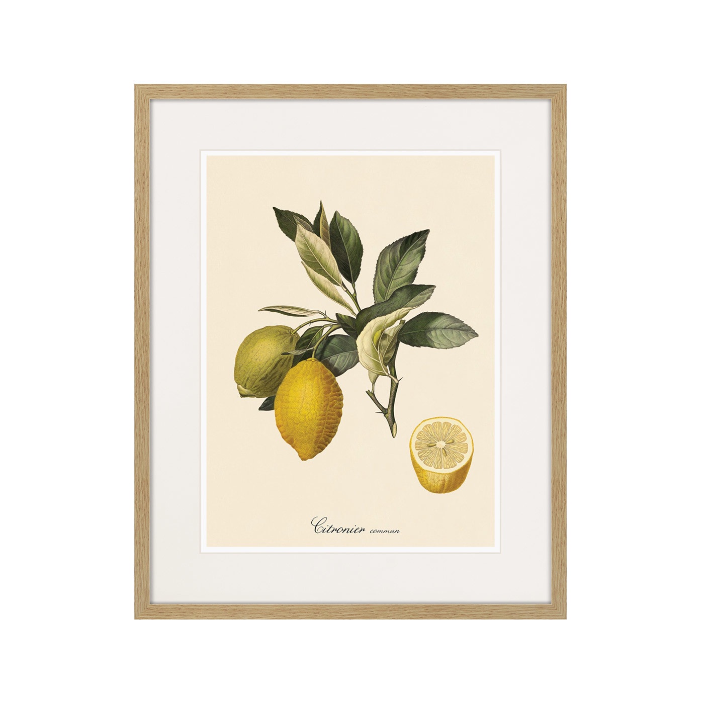 фото Картина Картины В Квартиру Juicy fruit lithography №3, 1870г., Бумага