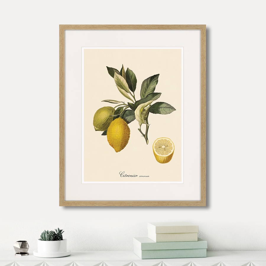 фото Картина Картины В Квартиру Juicy fruit lithography №3, 1870г., Бумага