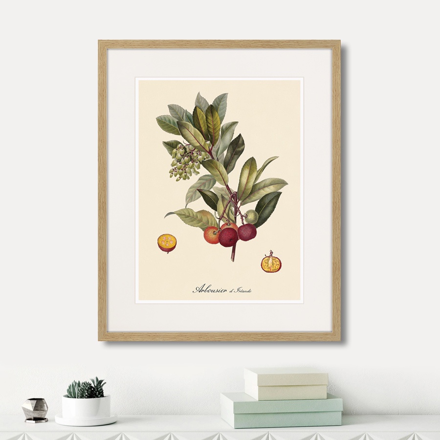 фото Картина Картины В Квартиру Juicy fruit lithography №4, 1870г., Бумага