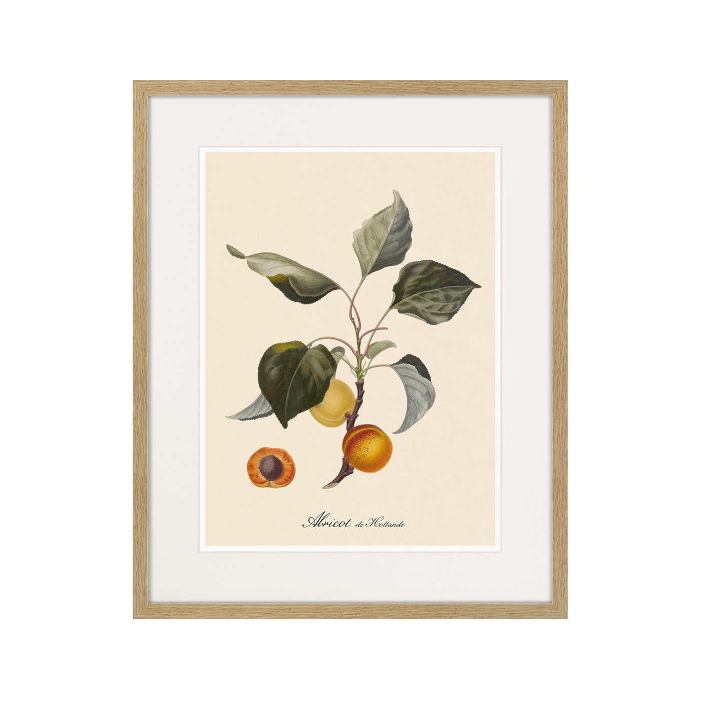 фото Картина Картины В Квартиру Juicy fruit lithography №2, 1870г., Бумага