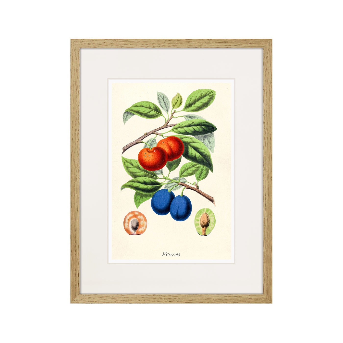 фото Картина Картины В Квартиру Botany illustration №21, 1836г., Бумага