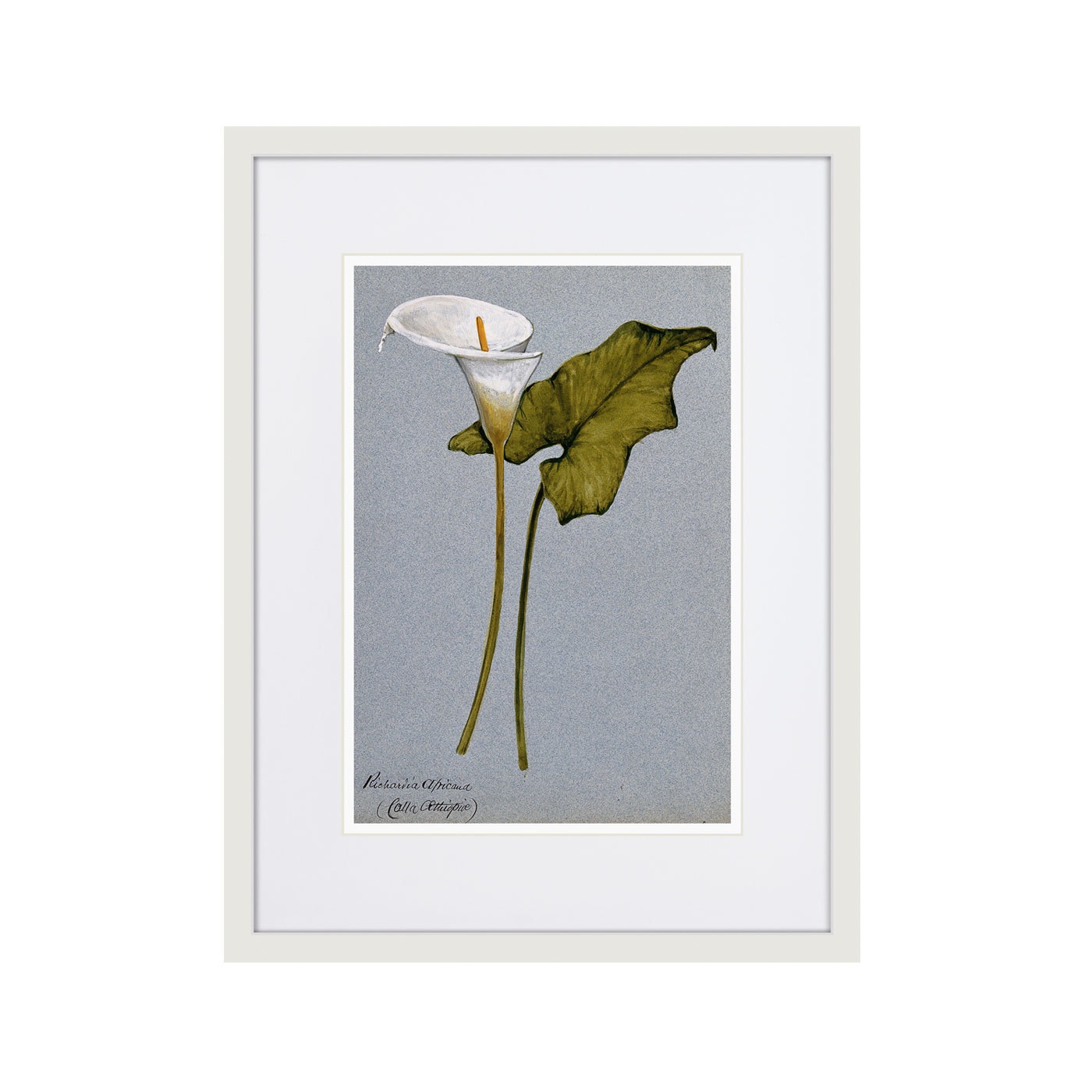 фото Картина Картины В Квартиру Arum lily, 1899г., Бумага