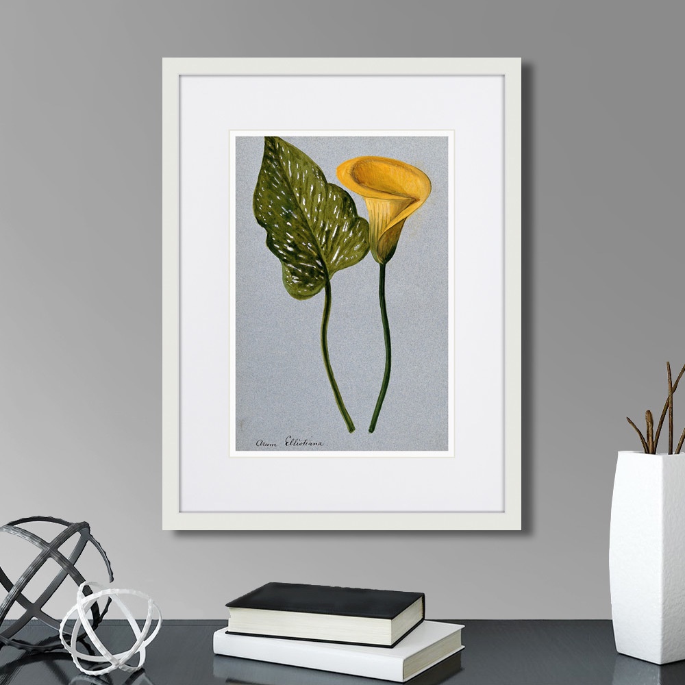 фото Картина Картины В Квартиру Yellow arum lily, 1899г., Бумага