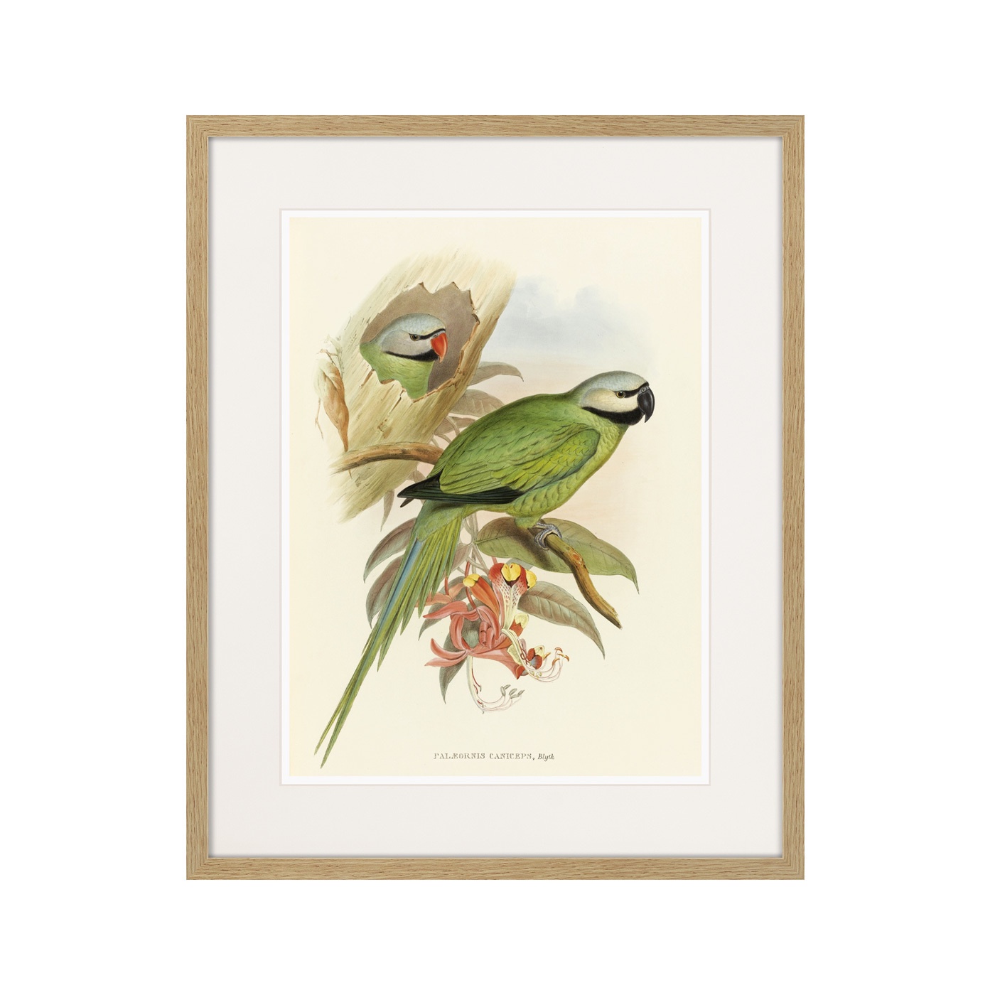 фото Картина Картины В Квартиру Love parrots II, 1851г., Бумага