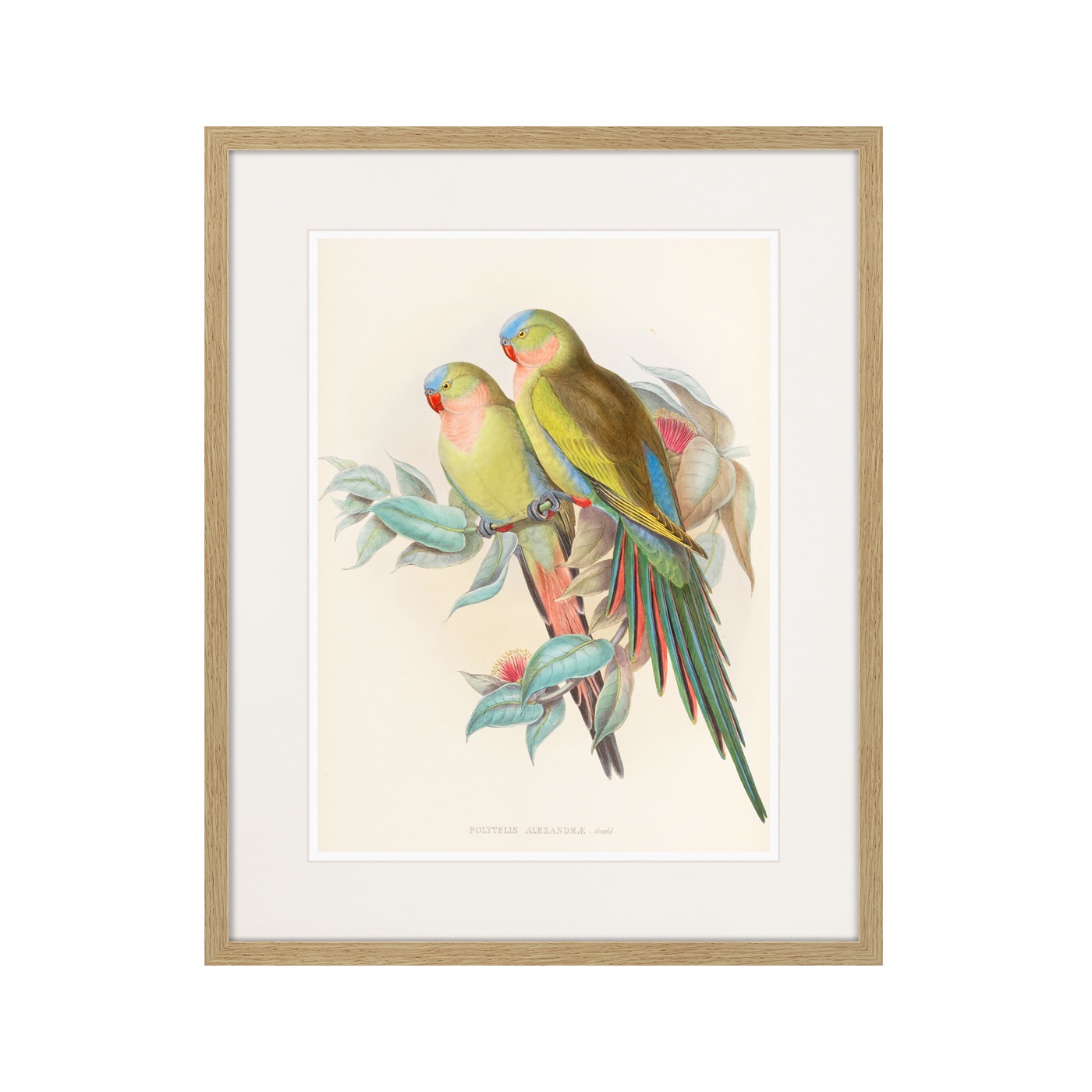 фото Картина Картины В Квартиру Love parrots, 1850г., Бумага