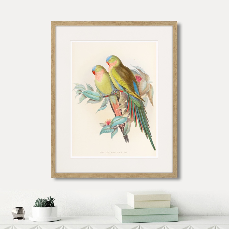 фото Картина Картины В Квартиру Love parrots, 1850г., Бумага