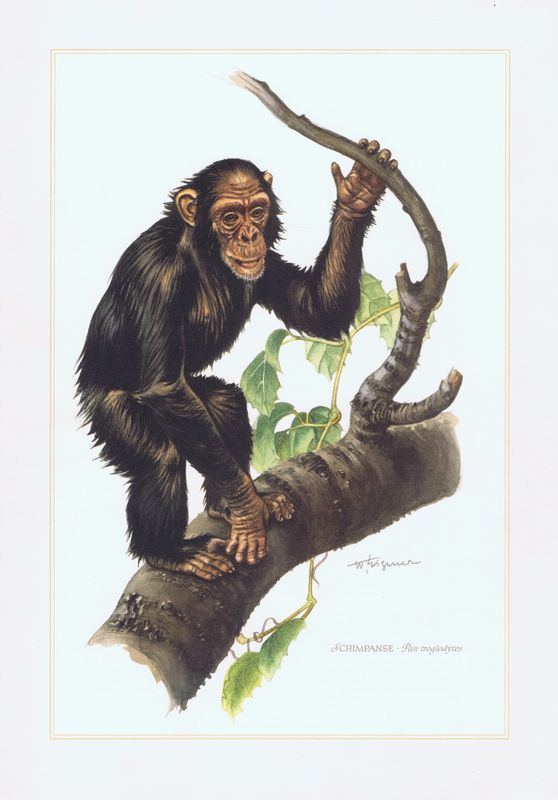 фото Гравюра Kronen-V Обезьяна обыкновенный шимпанзе. Офсетная литография. Германия, Гамбург, 1958 год