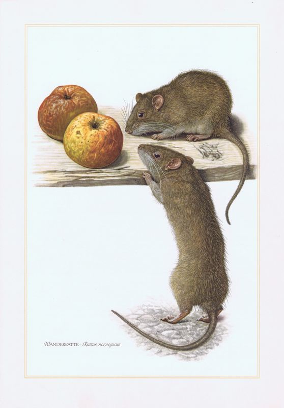 фото Гравюра Kronen-V Серая крыса, или пасюк. Офсетная литография. Германия, Гамбург, 1958 год