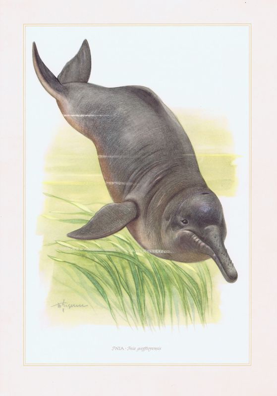 фото Гравюра Kronen-V Амазонский дельфин, или белый речной дельфин. Офсетная литография. Германия, Гамбург, 1958 год