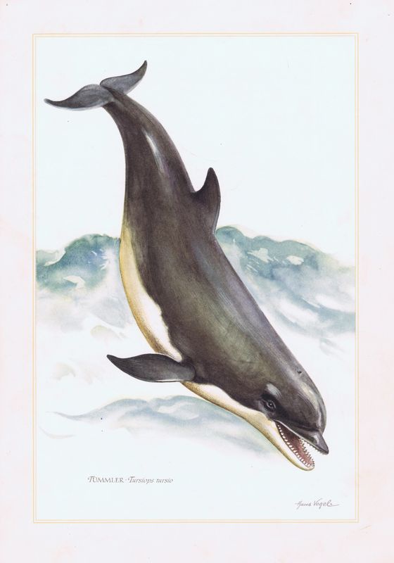 фото Гравюра Kronen-V Большой дельфин. Офсетная литография. Германия, Гамбург, 1958 год