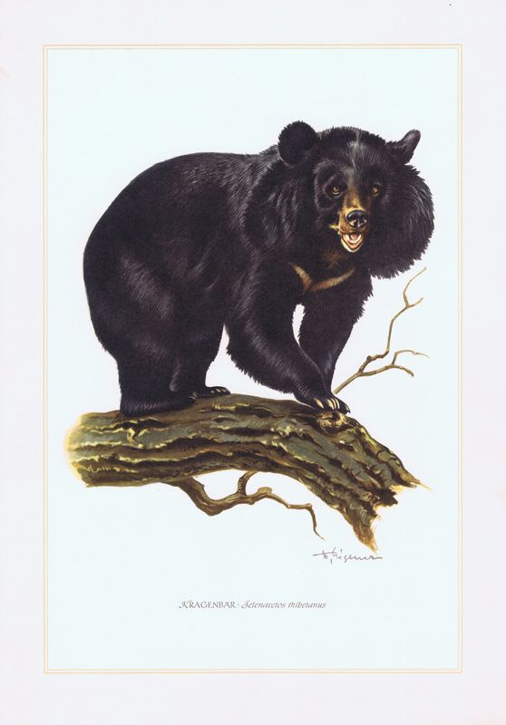 фото Гравюра Kronen-V Гималайский медведь. Офсетная литография. Германия, Гамбург, 1958 год