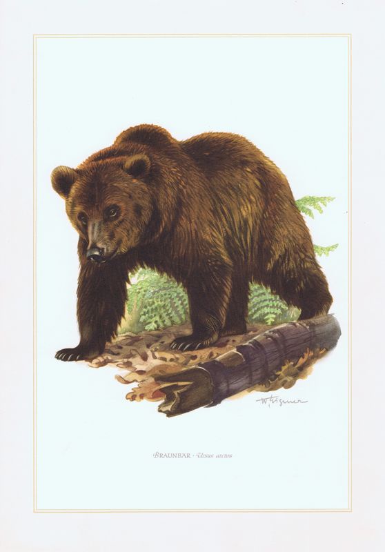 фото Гравюра Kronen-V Бурый медведь. Офсетная литография. Германия, Гамбург, 1958 год
