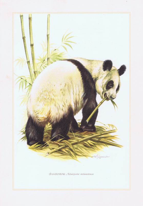 фото Гравюра Kronen-V Большая панда. Офсетная литография. Германия, Гамбург, 1958 год