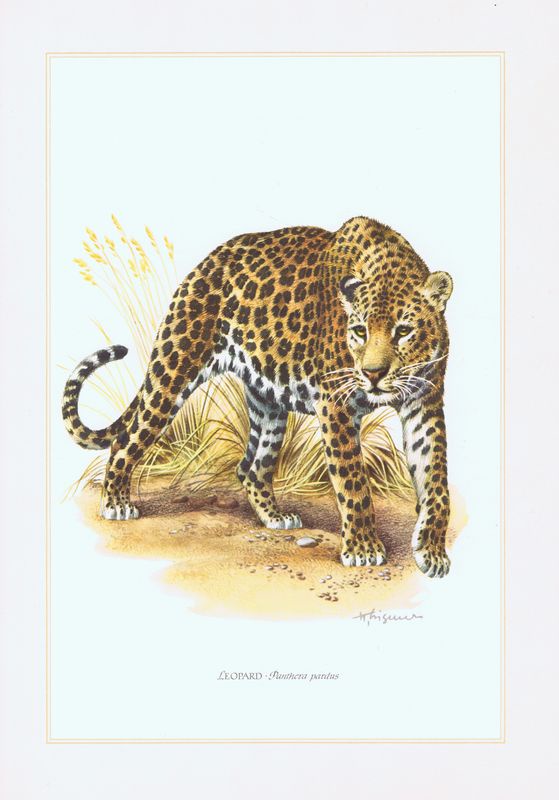 фото Гравюра Kronen-V Леопард, или барс, или пантера. Офсетная литография. Германия, Гамбург, 1958 год