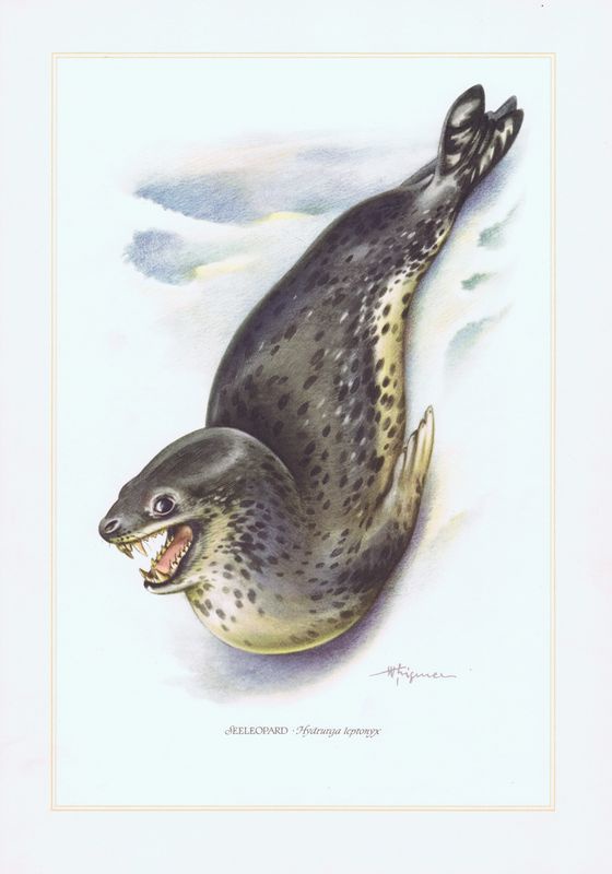 фото Гравюра Kronen-V Морской леопард. Офсетная литография. Германия, Гамбург, 1958 год
